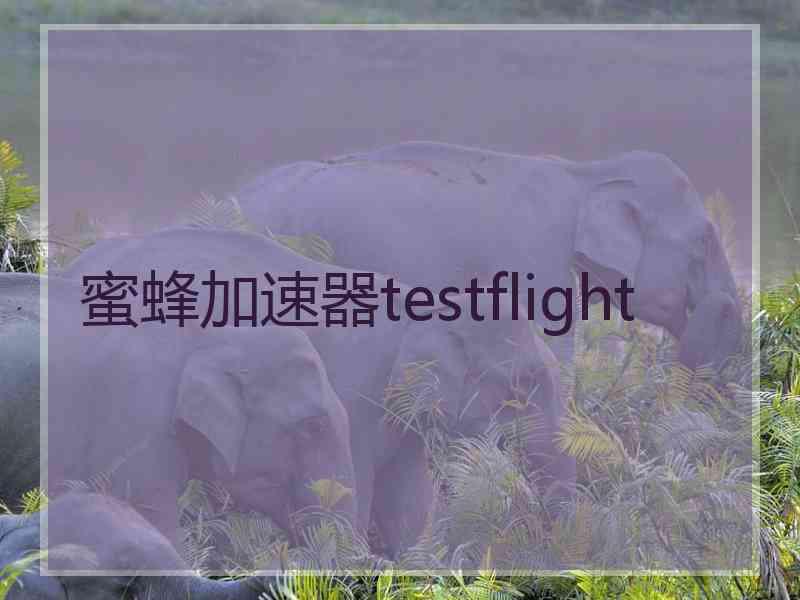 蜜蜂加速器testflight