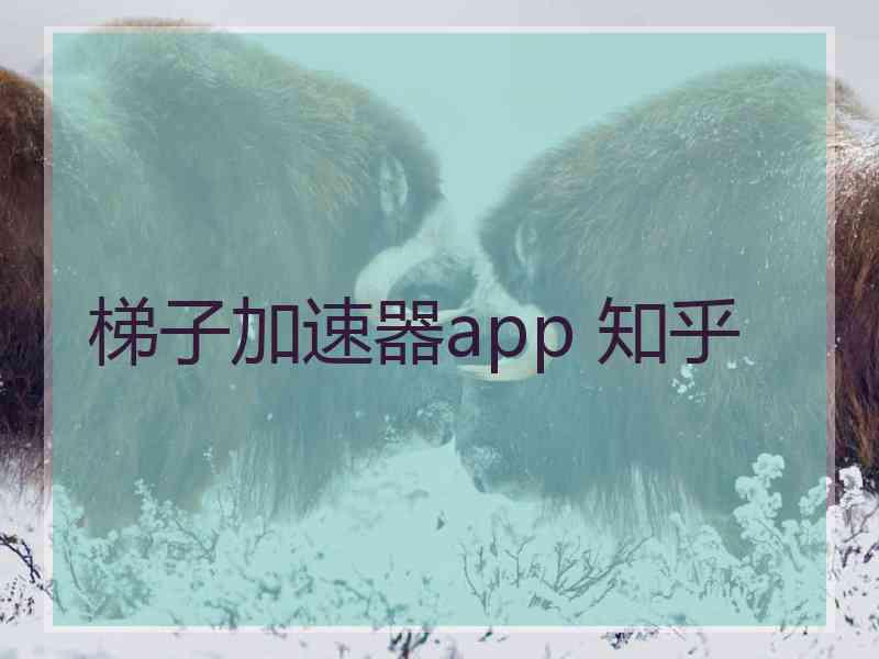 梯子加速器app 知乎